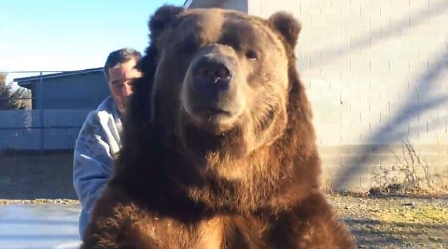 俄罗斯男子和棕熊亲密拥抱