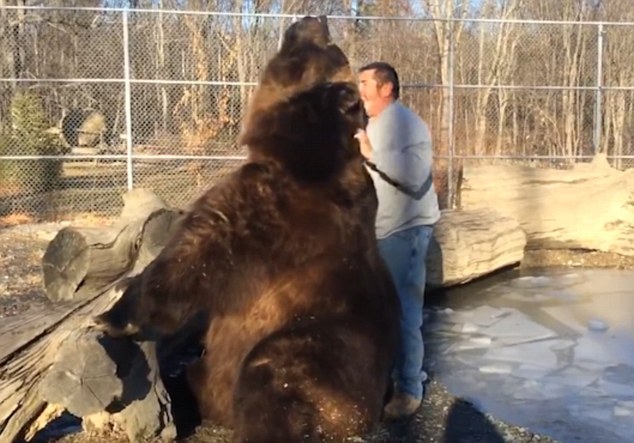 俄罗斯男子和棕熊亲密拥抱