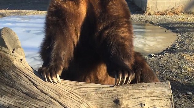 俄罗斯男子和棕熊亲密拥抱