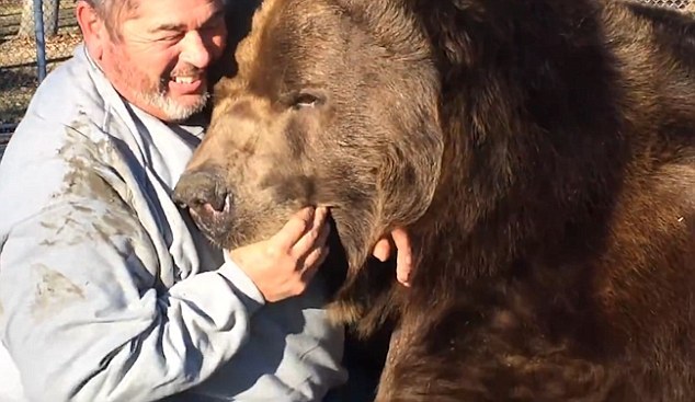 俄罗斯男子和棕熊亲密拥抱