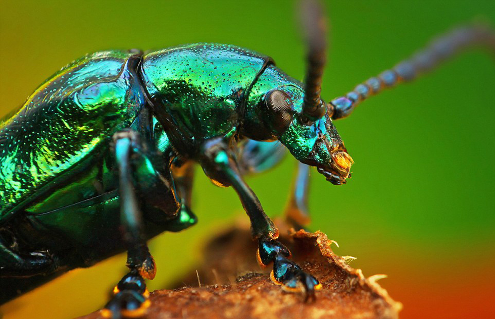 印尼摄影师拍摄昆虫大头照 魔幻如外星生物(高清组图)