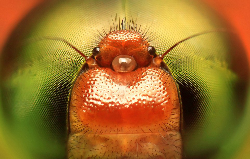 印尼摄影师拍摄昆虫大头照 魔幻如外星生物(高清组图)