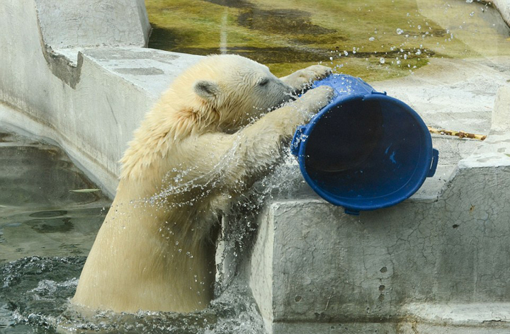 莫斯科动物园北极熊端桶喝水憨态十足图