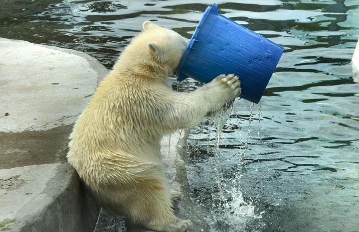 莫斯科动物园北极熊端桶喝水憨态十足组图
