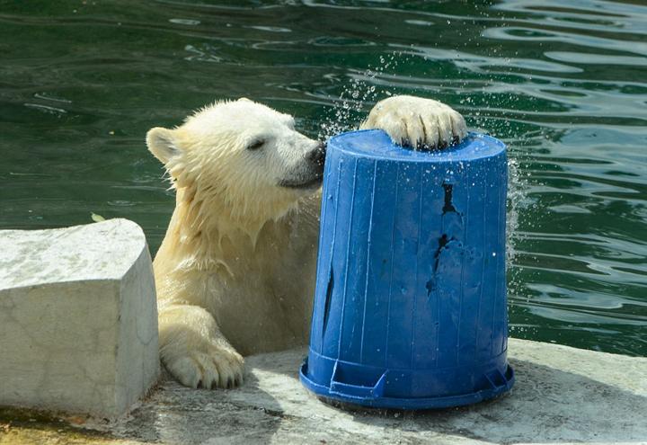 莫斯科动物园北极熊端桶喝水憨态十足(组图)