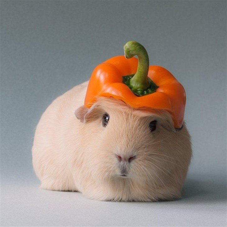 摄影师为宠物豚鼠拍摄时尚可爱照片图