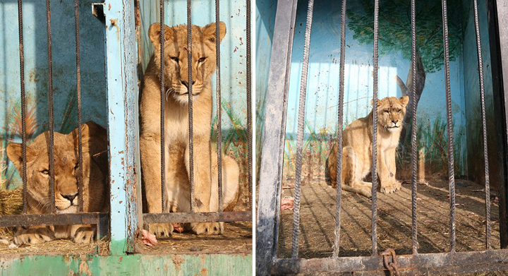 亚美尼亚废弃动物园猛兽靠零星肉类维生组图