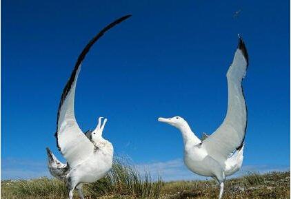 世界上最大的鸟 世界最大的动物10大巨无霸:世界最大的蚊子