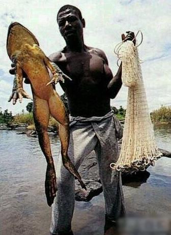 世界上最大的鸟 世界最大的动物10大巨无霸:世界最大的蚊子