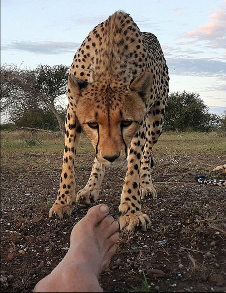 萌！非洲猎豹与摄影师亲密互动舔其脚趾