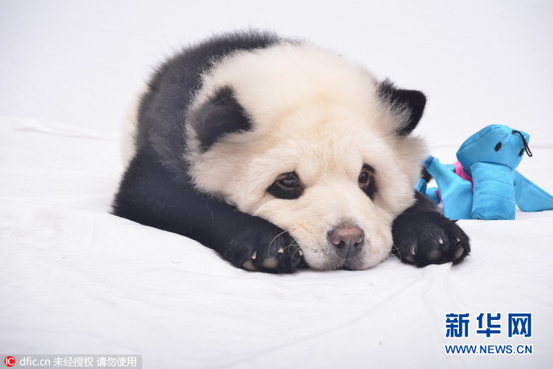 新加坡狗主人给松狮犬染色扮大熊猫组图