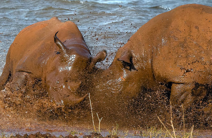 南非上演犀牛决斗场面震撼组图