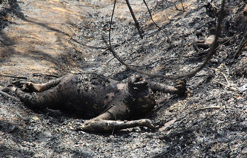 印尼保护区3只大猩猩被烧死 或是农民烧荒所致(组图)
