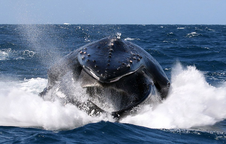 摄影师抓拍座头鲸跃出海面咆哮一幕(组图)