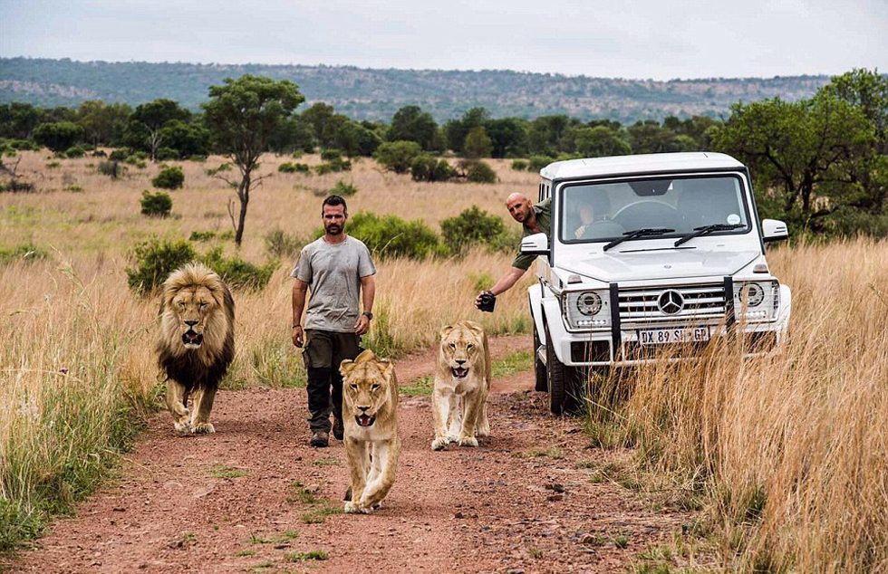 理查德森和斯特恩用了48个小时构思和拍摄,以凸显非洲狮子面临的困境.