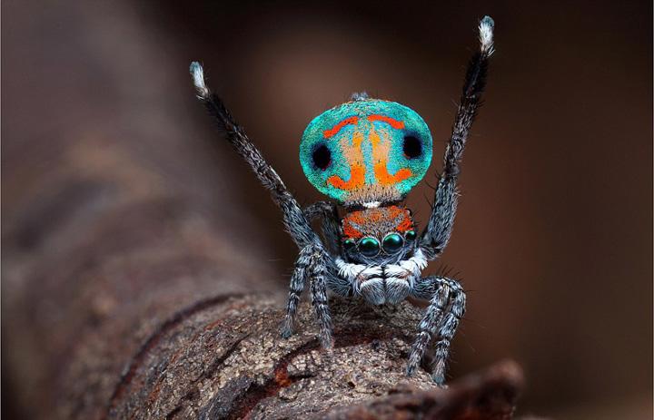 最美炫彩孔雀蜘蛛跳舞吸引异性组图