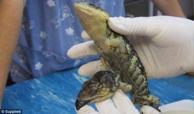 澳双头蜥蜴腹部长出多余的头(组图)