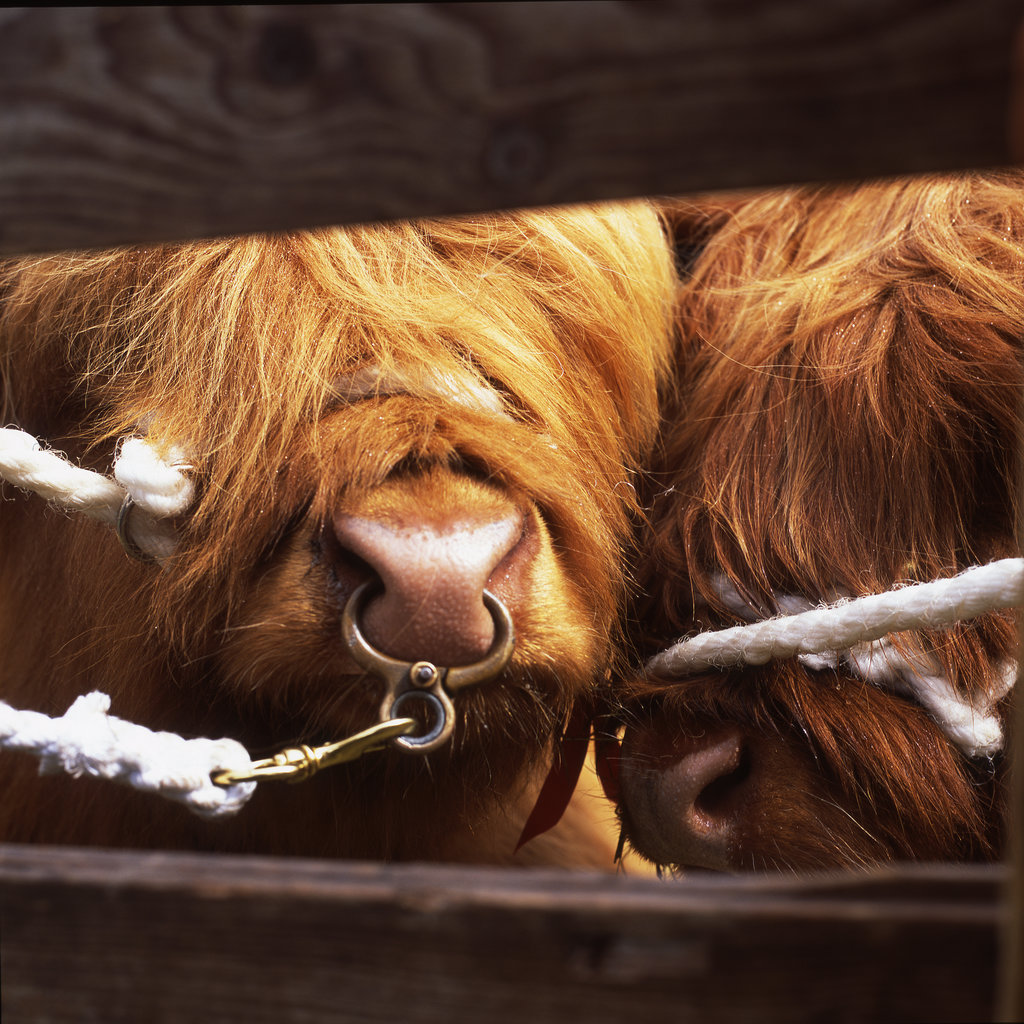 神秘之旅：探寻苏格兰著名传说的踪迹