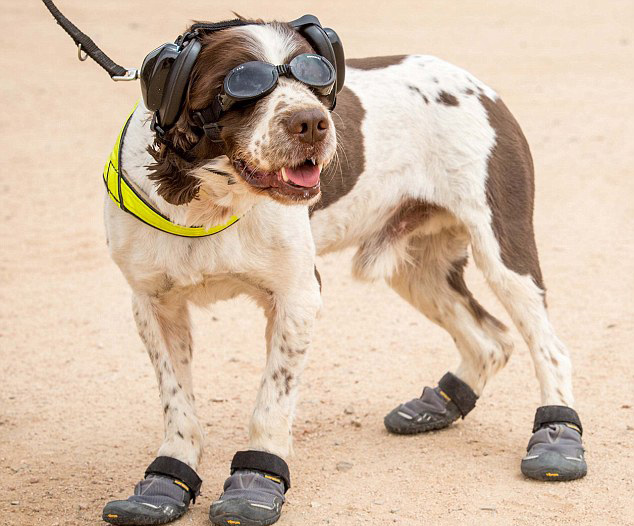 酷!英国军犬戴墨镜耳罩穿军靴参加军演(组图)