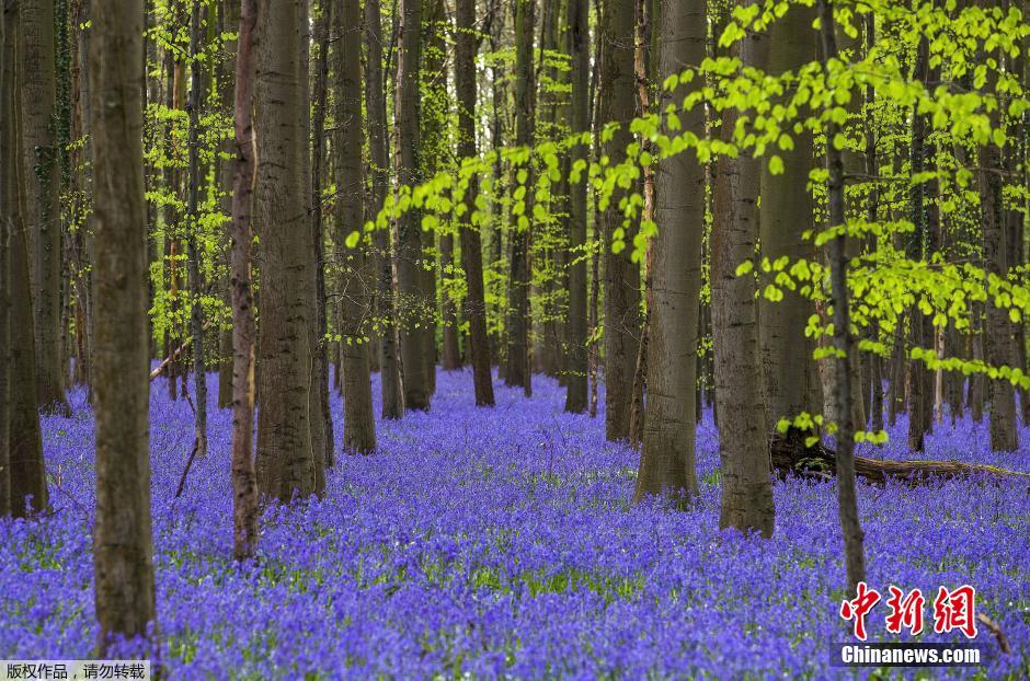 比利时风铃草覆盖森林 遍地蓝色宛如进入童话王国(组图)
