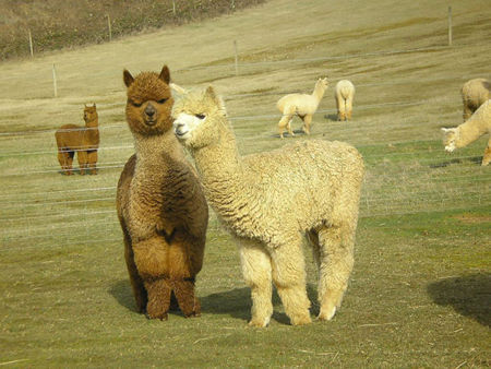 澳洲吃羊驼肉成风“神兽”那么萌,怎舍得下口?