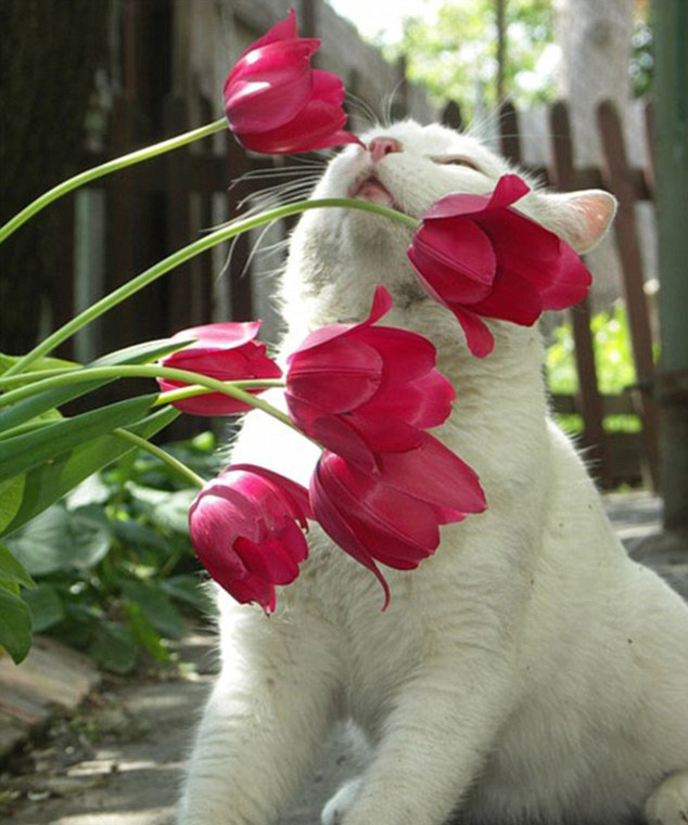 捕捉甜美的气息动物嗅花组图走红国外网络