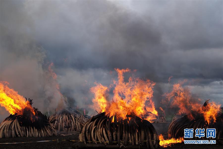 肯尼亚焚烧105吨象牙和1.3吨犀牛角