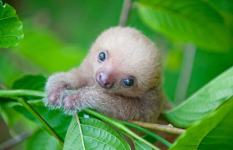 哥斯达黎加为助树懒重返野外成立研究所(组图)