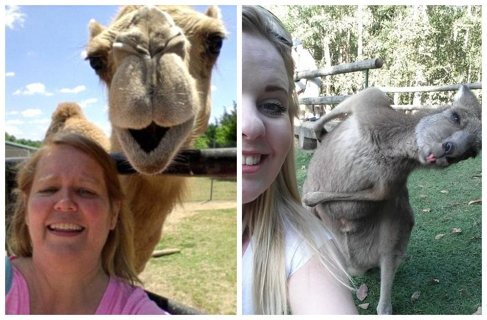 动物们爱抢镜 搞笑乱入游客镜头(组图)