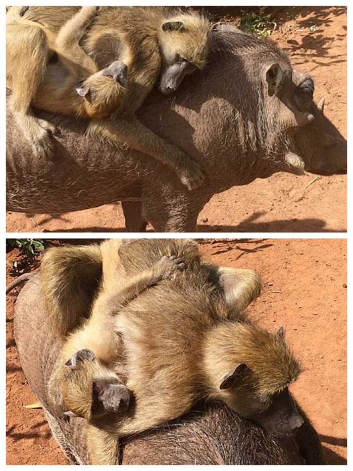 野猪与猴子相依为命演绎跨物种的友谊组图