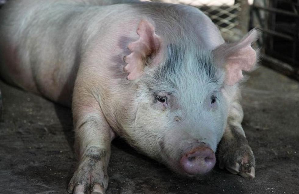 科学家成功培育半人半猪胚胎 28天发育成熟(组图)