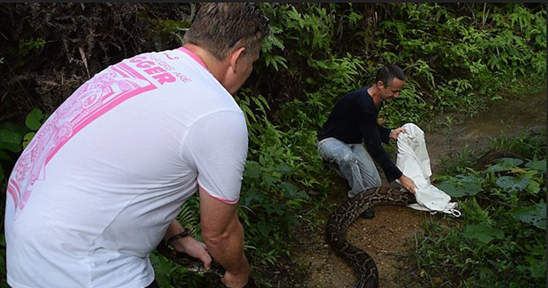 英男子遭蟒蛇袭击 脱身后将其捕获(组图)