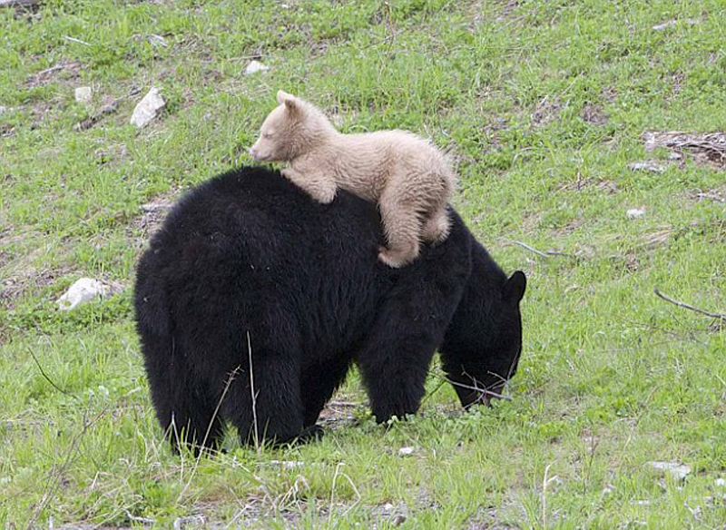 加黑熊栖息地现白色熊崽或将被公熊杀死组图