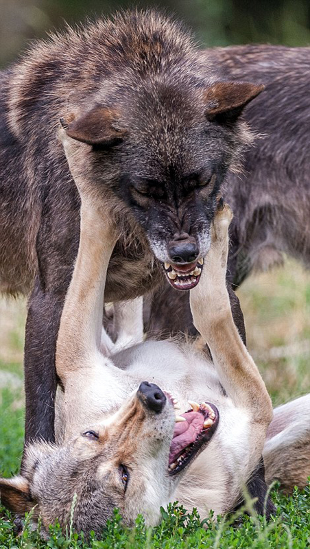 德国摄影师拍大灰狼夺位画面 场面震撼(组图)