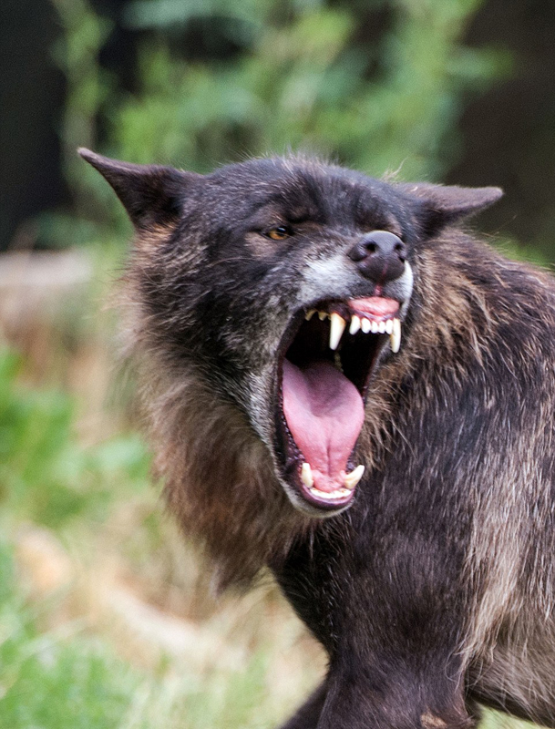 德国摄影师拍大灰狼夺位画面场面震撼组图