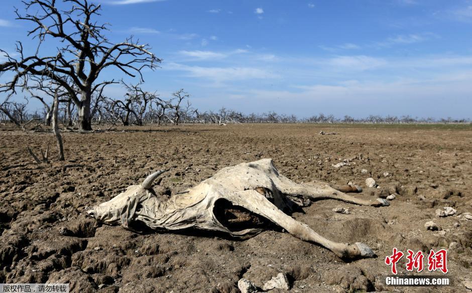 巴拉圭遭遇严重干旱 鳄鱼为生存扎入泥潭中(组图)-新华网