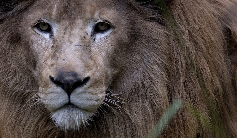 阿根廷百年动物园将关闭上千动物寻新家组图