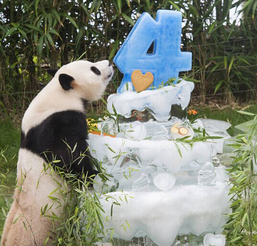旅韩中国大熊猫即将过生日 动物园为其准备庆生会-新华网