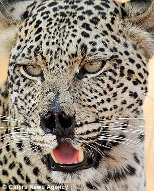 南非一头野豹鼻部受损 成"动物界伏地魔"(图)