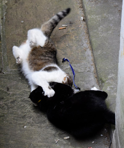 地盘争夺战：&ldquo;首相猫&rdquo;和&ldquo;外交猫&rdquo;打斗升级