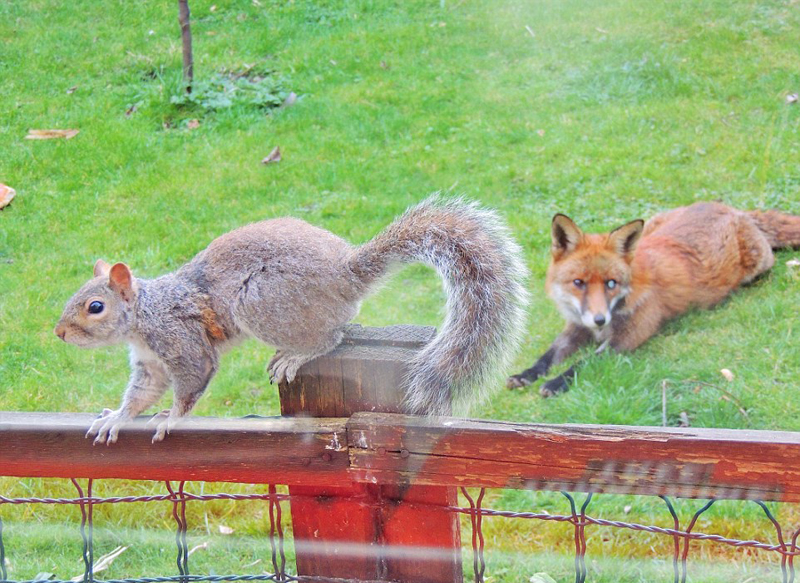 英松鼠被狐狸追踪敲窗求助呆萌可爱组图