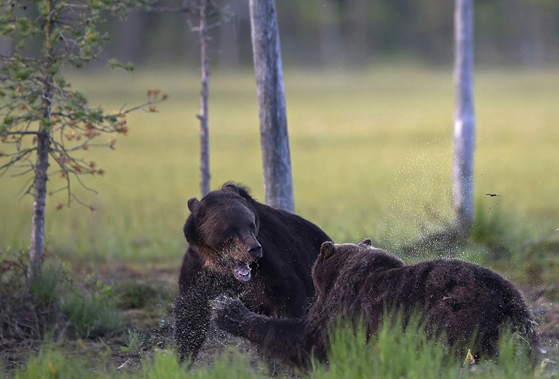 摄影师近距离拍狼群偷抢棕熊食物