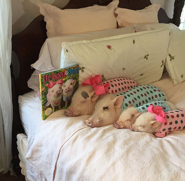 它常穿着花哨的靴子.