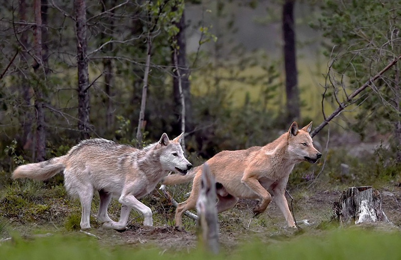 摄影师近距离拍狼群偷抢棕熊食物