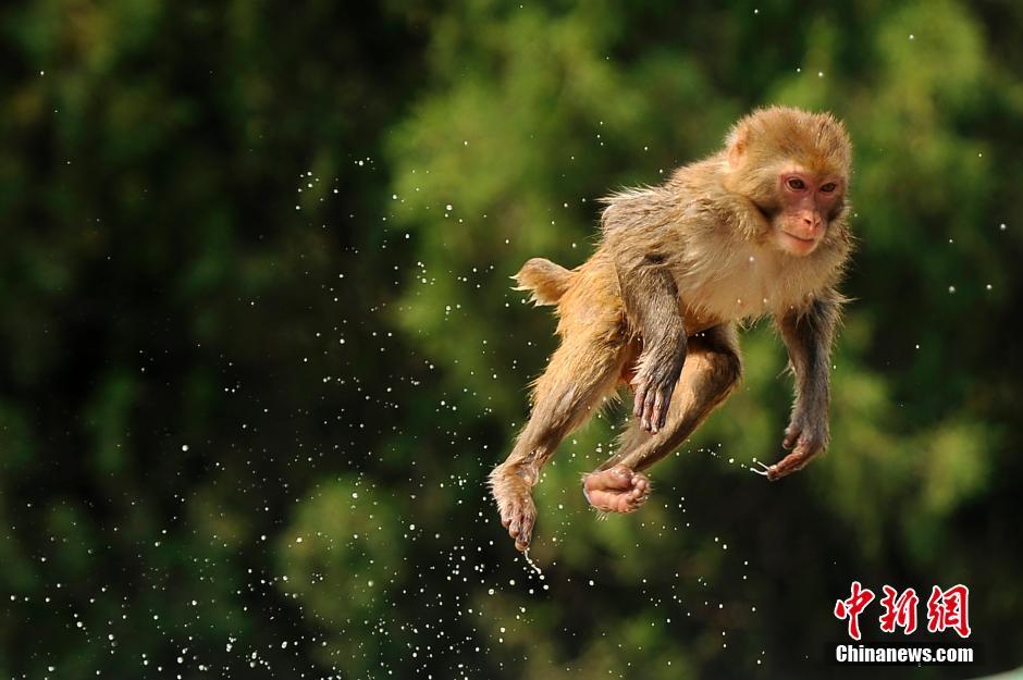 一只猴子腾空跃起.