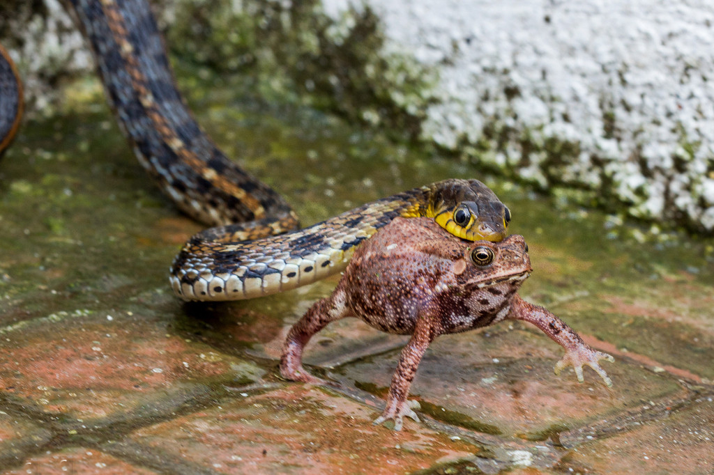 实拍印度游蛇捕食青蛙瞬间场面骇人图