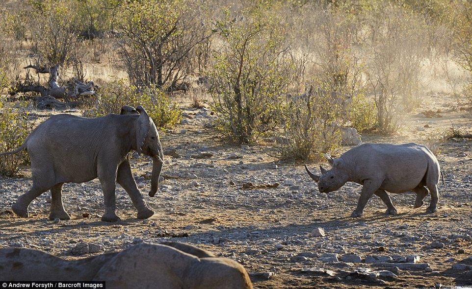 霸主间的对决愤怒的犀牛挑战大象高清组图