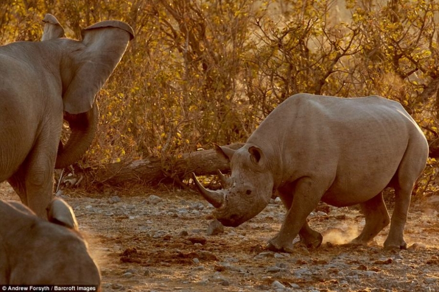霸主间的对决愤怒的犀牛挑战大象高清组图