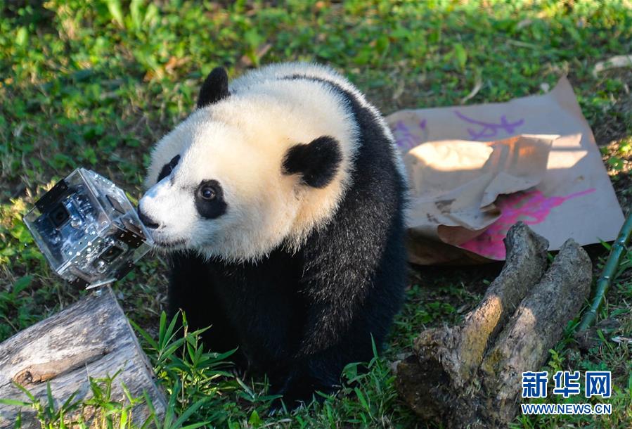 华盛顿国家动物园举行活动庆祝熊猫"贝贝"一岁生日(高清组图)