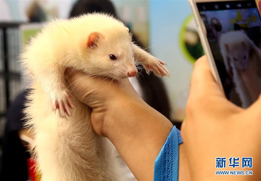 第十九届亚洲宠物展在上海举行高清组图